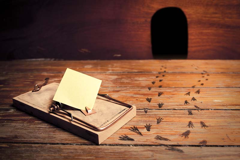 Getting rid of rats, mice and other rodents